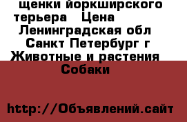 щенки йоркширского терьера › Цена ­ 15 000 - Ленинградская обл., Санкт-Петербург г. Животные и растения » Собаки   